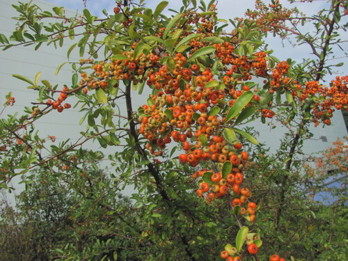 Scarlet firethorn (Pyracantha coccinea)
