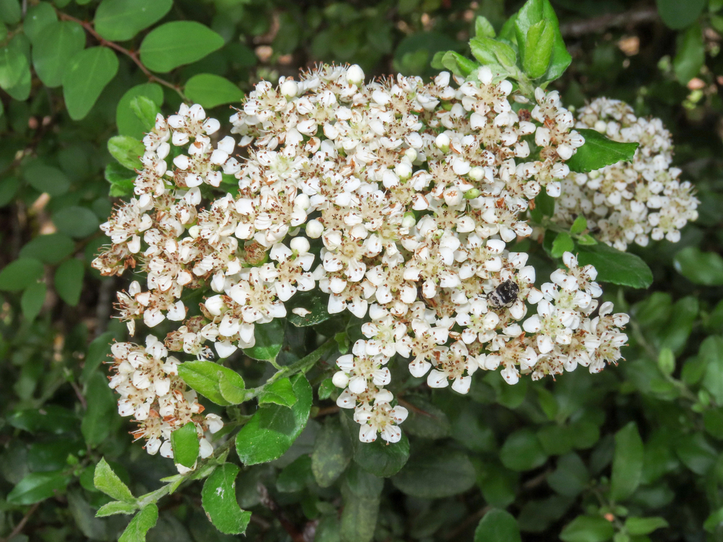 Scarlet firethorn (Pyracantha coccinea)