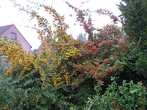 Scarlet firethorn: Scarlet firethorn ( Pyracantha coccinea ) with red and orange berries