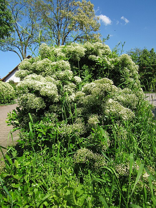 Scarlet firethorn: Feuerdorn ( Pyracantha coccinea ) in Hockenheim
