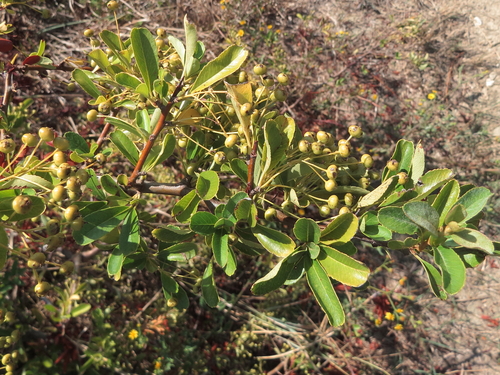 Scarlet firethorn (Pyracantha coccinea)