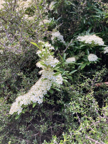 Scarlet firethorn (Pyracantha coccinea)