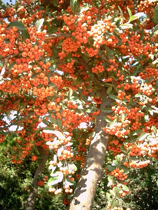 Scarlet firethorn: A work release by Francisco Javier Martin Lopez, (Cultivar of Pyracantha coccinea , autovia de Alicante, Spain , November,12 2005) donated to Wikipedia