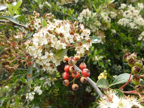 Scarlet firethorn (Pyracantha coccinea)