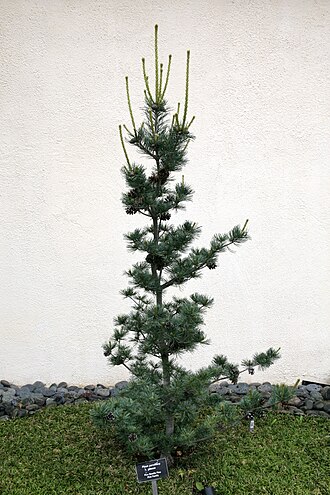 Nepalese firethorn: Informal upright style 19 years in training