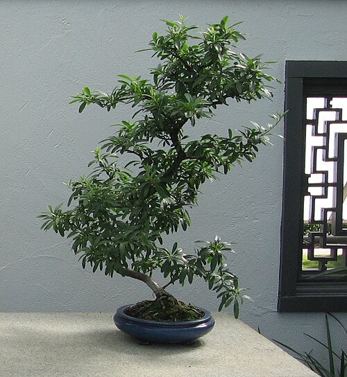 Nepalese firethorn: Pyracantha crenulata bonsai, Jardin botanique de Montréal
