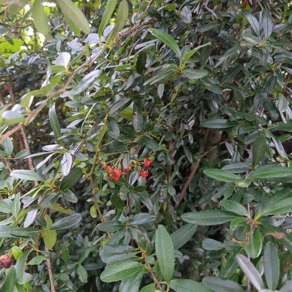 Nepalese firethorn (Pyracantha crenulata)