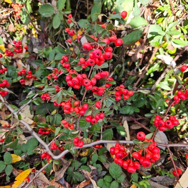 Nepalese firethorn (Pyracantha crenulata)