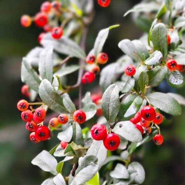 Nepalese firethorn (Pyracantha crenulata)