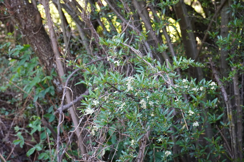Formosa firethorn (Pyracantha koidzumii)