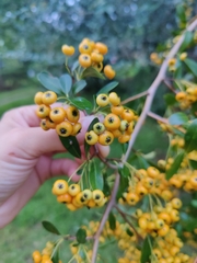 Formosa firethorn (Pyracantha koidzumii)