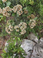 Formosa firethorn (Pyracantha koidzumii)
