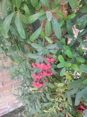 Formosa firethorn (Pyracantha koidzumii)