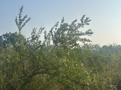 Formosa firethorn (Pyracantha koidzumii)