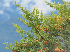 Formosa firethorn (Pyracantha koidzumii)