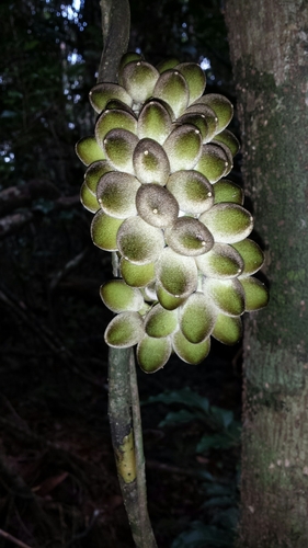 Pyrenacantha capitata (Pyrenacantha capitata)