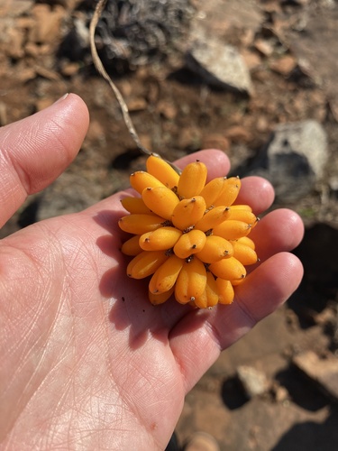 Pyrenacantha kaurabassana (Pyrenacantha kaurabassana)