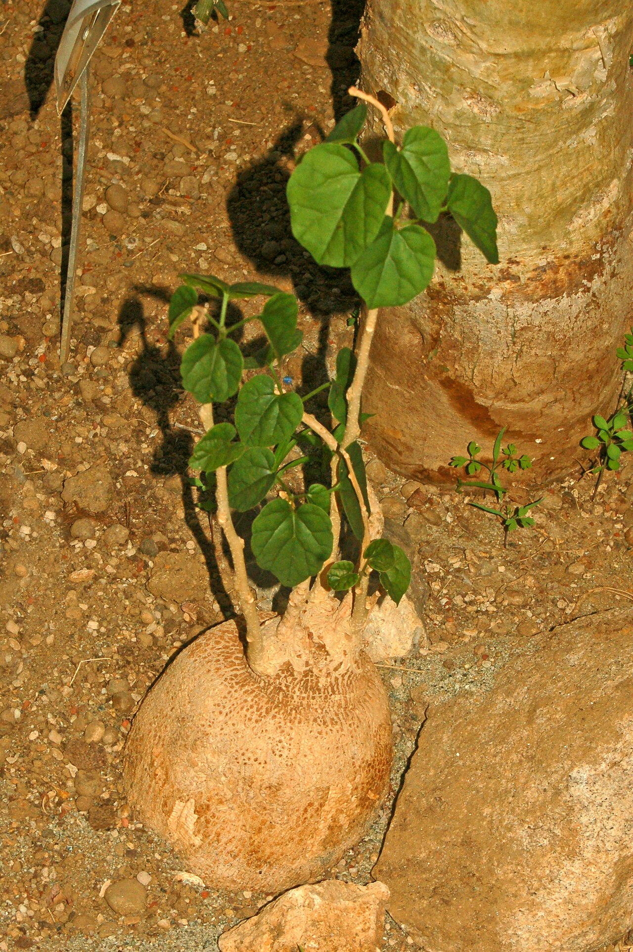 Pyrenacantha malvifolia: Pyrenacantha malvifolia at the botanical garden of Villa Durazzo-Pallavicini , Genova Pegli