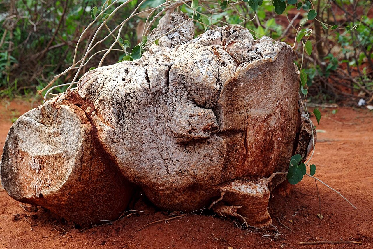 Pyrenacantha malvifolia: Pyrenacantha malvifolia Engl. caudex - Taita village, Kenya