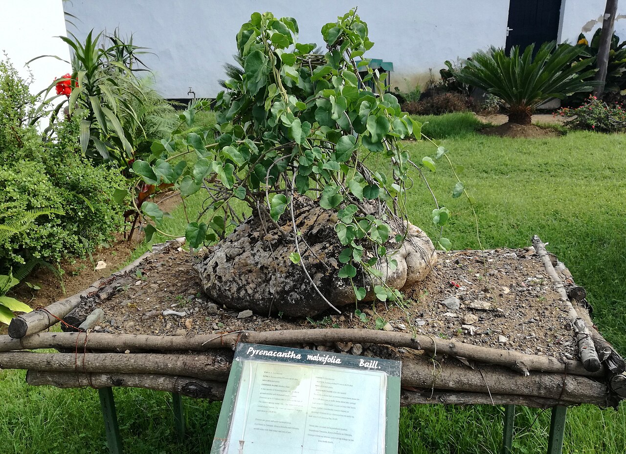 Pyrenacantha malvifolia: Pyrenacantha malvifolia - Arusha botanical gardens