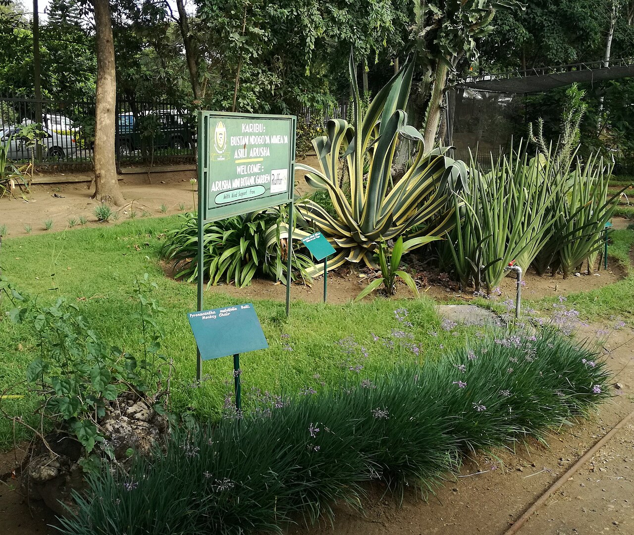 Pyrenacantha malvifolia: Arusha Botanical Garden with Pyrenicantha malvifolia