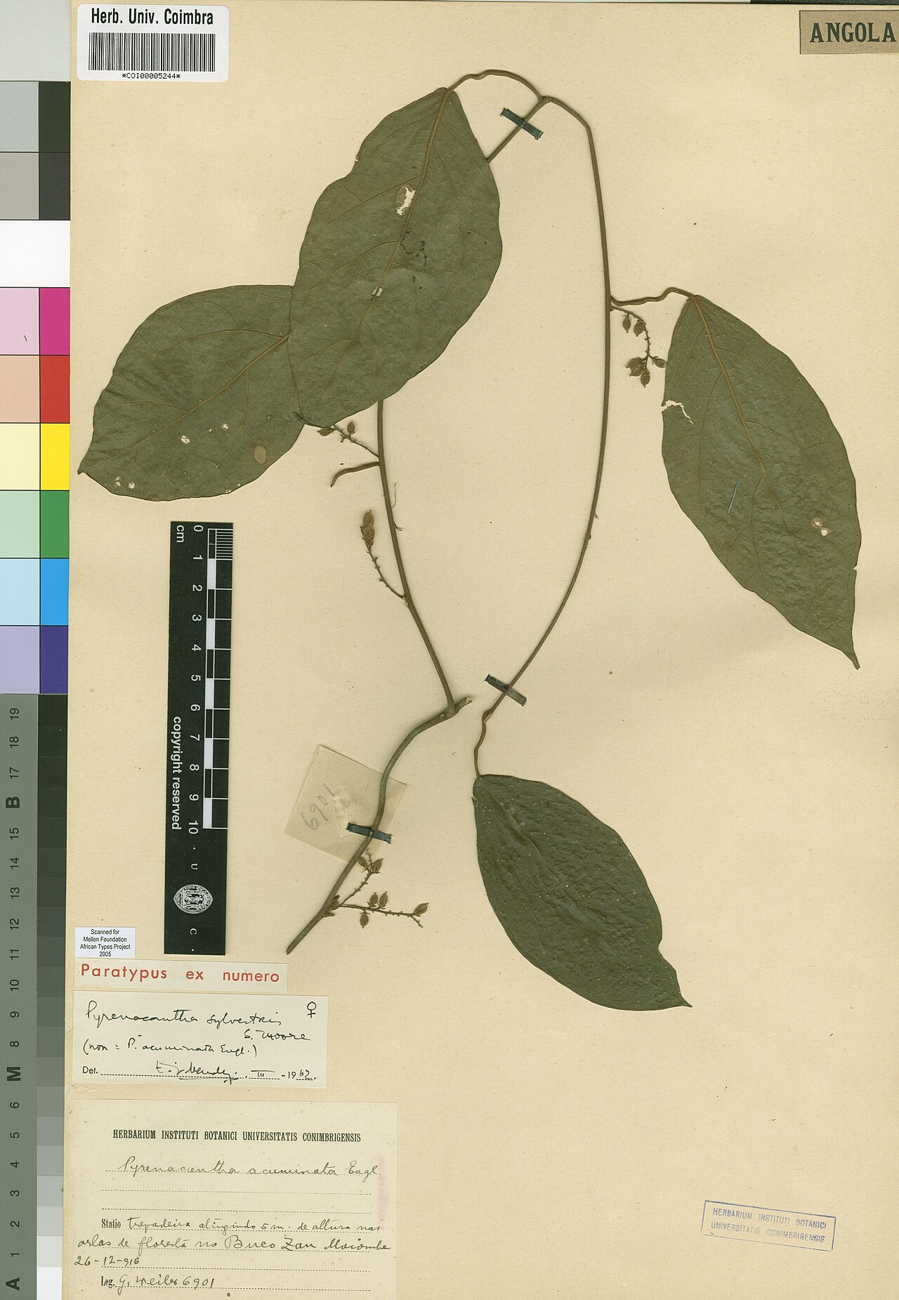 Pyrenacantha sylvestris: Photograph of Paratype of Pyrenacantha sylvestris at Herbarium of the University of Coimbra, Portugal (COI). Specimen COI00005244. http://coicatalogue.uc.pt/spe