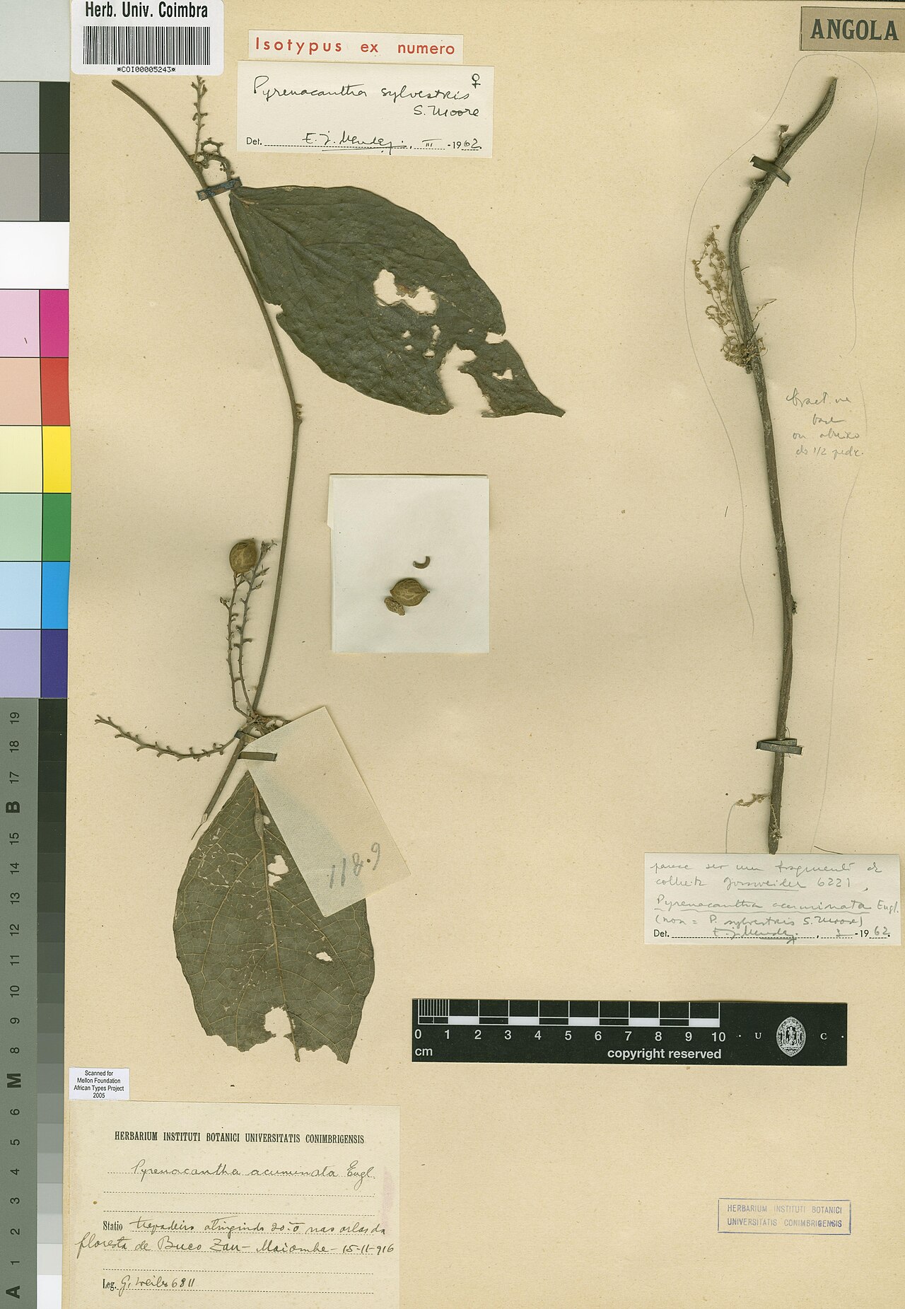 Pyrenacantha sylvestris: Photograph of Isotype of Pyrenacantha sylvestris at Herbarium of the University of Coimbra, Portugal (COI). Specimen COI00005243. http://coicatalogue.uc.pt/spec