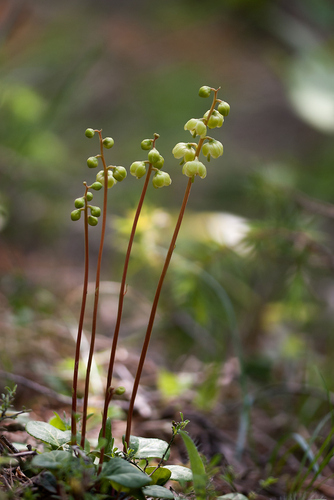 Greenflowered wintergreen (Pyrola chlorantha)