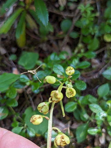 Greenflowered wintergreen (Pyrola chlorantha)