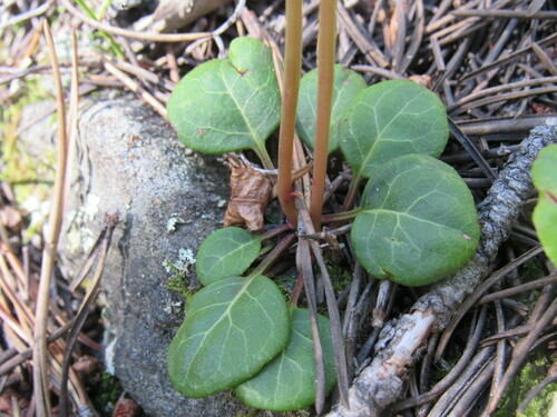 Greenflowered wintergreen (Pyrola chlorantha)