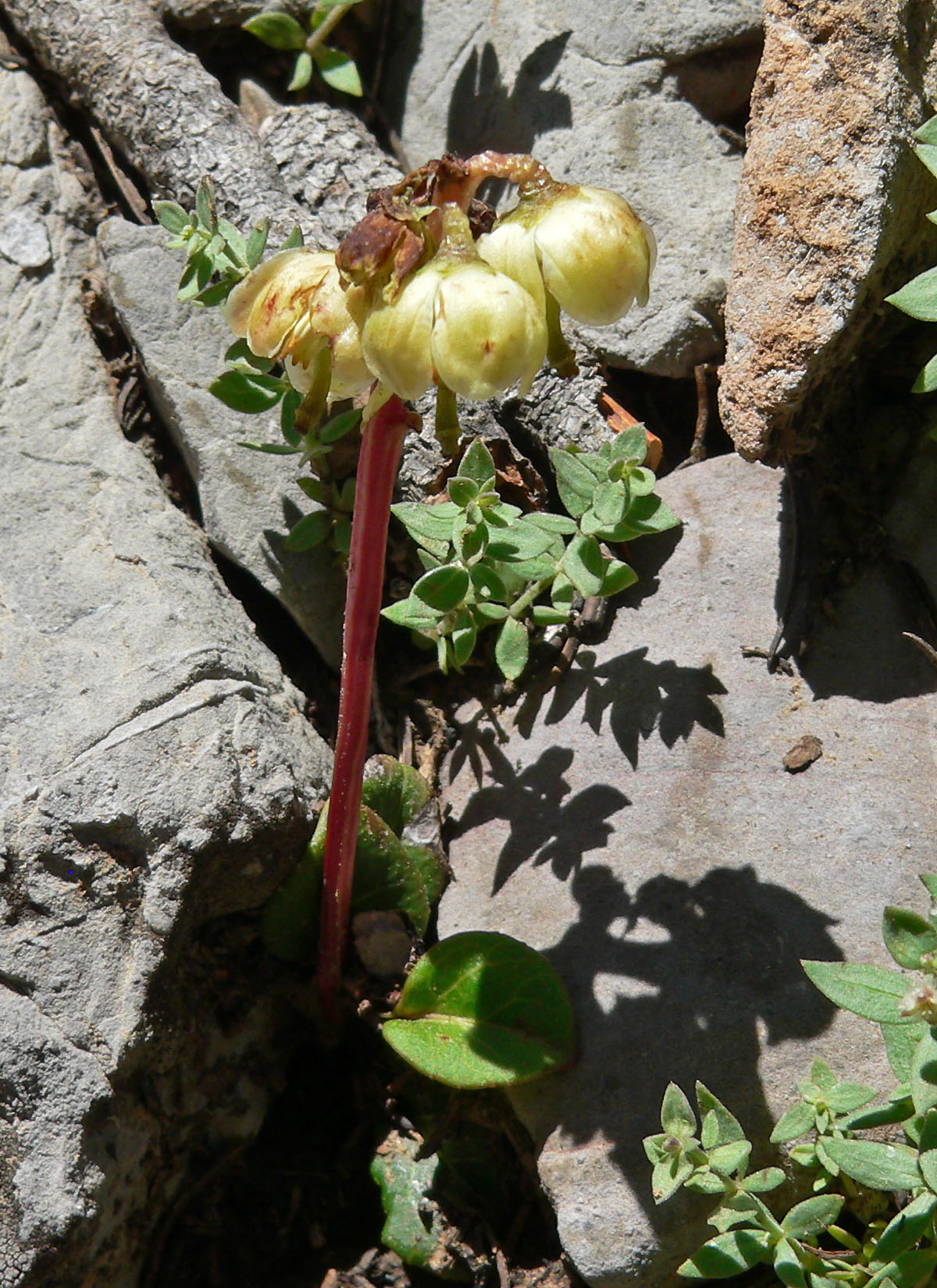 Greenflowered wintergreen: Pyrola chlorantha alongside the upper South Loop trail, Spring Mountains, southern Nevada