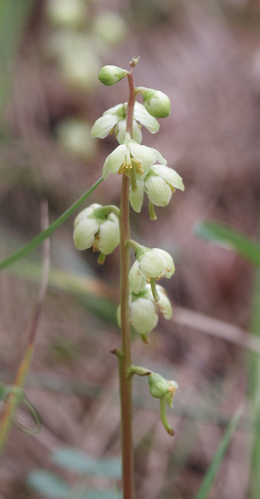 Greenflowered wintergreen: Pyrola chlorantha , Tauberland, Germany