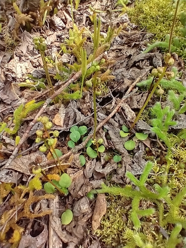 Greenflowered wintergreen (Pyrola chlorantha)