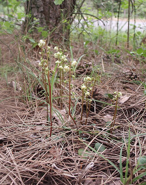 Greenflowered wintergreen: Pyrola chlorantha , Tauberland, Germany