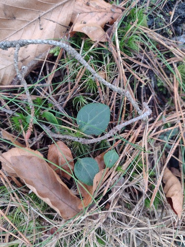 Greenflowered wintergreen (Pyrola chlorantha)
