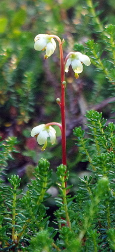 Greenflowered wintergreen (Pyrola chlorantha)