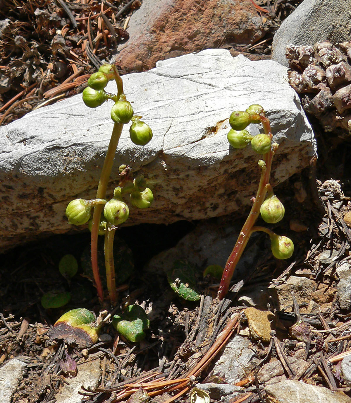 Greenflowered wintergreen: Pyrola chlorantha alongside the upper South Loop trail, Spring Mountains, southern Nevada