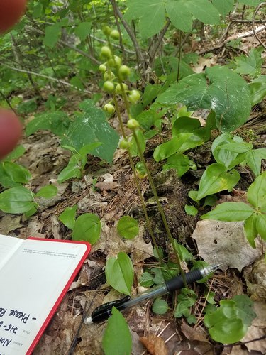 Greenflowered wintergreen (Pyrola chlorantha)