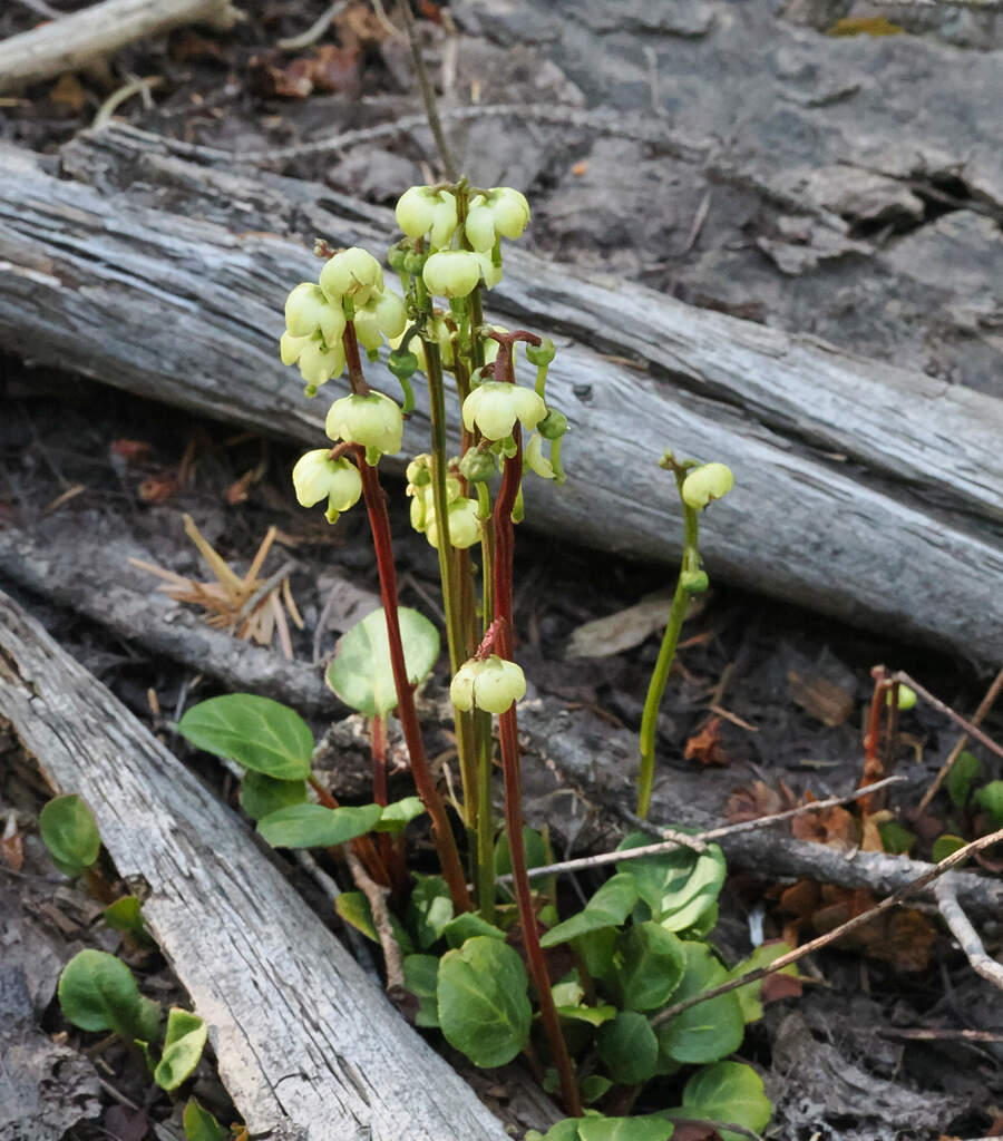 Greenflowered wintergreen (Pyrola chlorantha)
