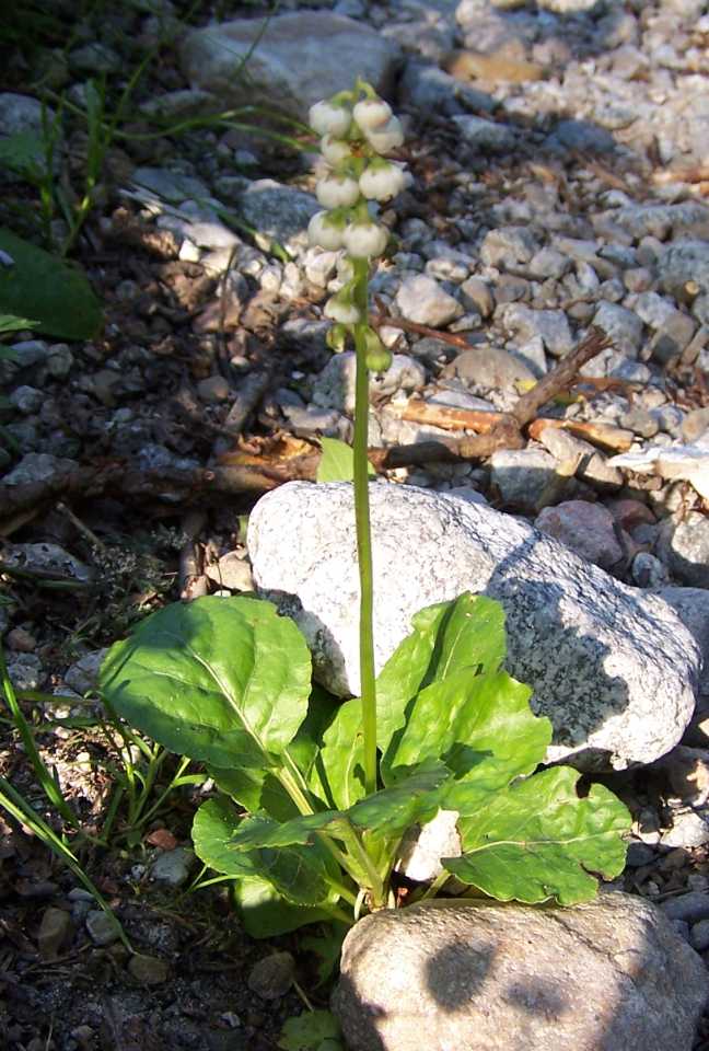 Common wintergreen: Pyrola minor