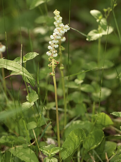 Common wintergreen: Lesser Wintergreen ( Pyrola minor ), Chemnitz, Germany