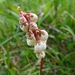 Common wintergreen (Pyrola minor)