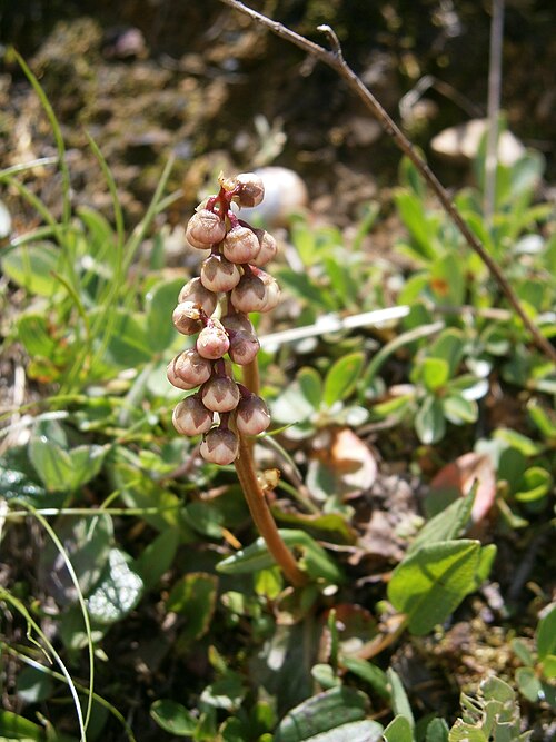 Common wintergreen: Pyrola minor