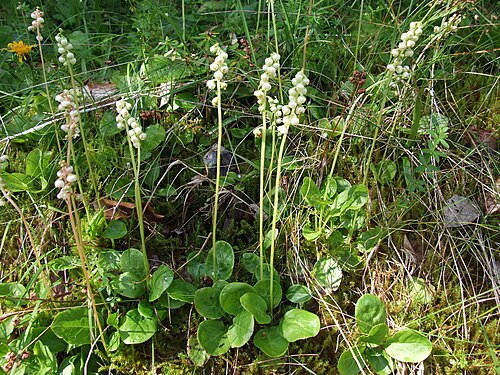Common wintergreen: Pyrola minor