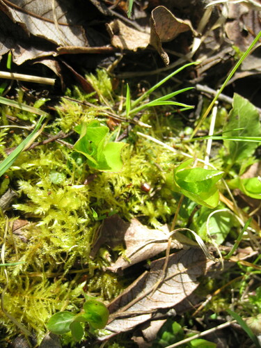 Common wintergreen (Pyrola minor)