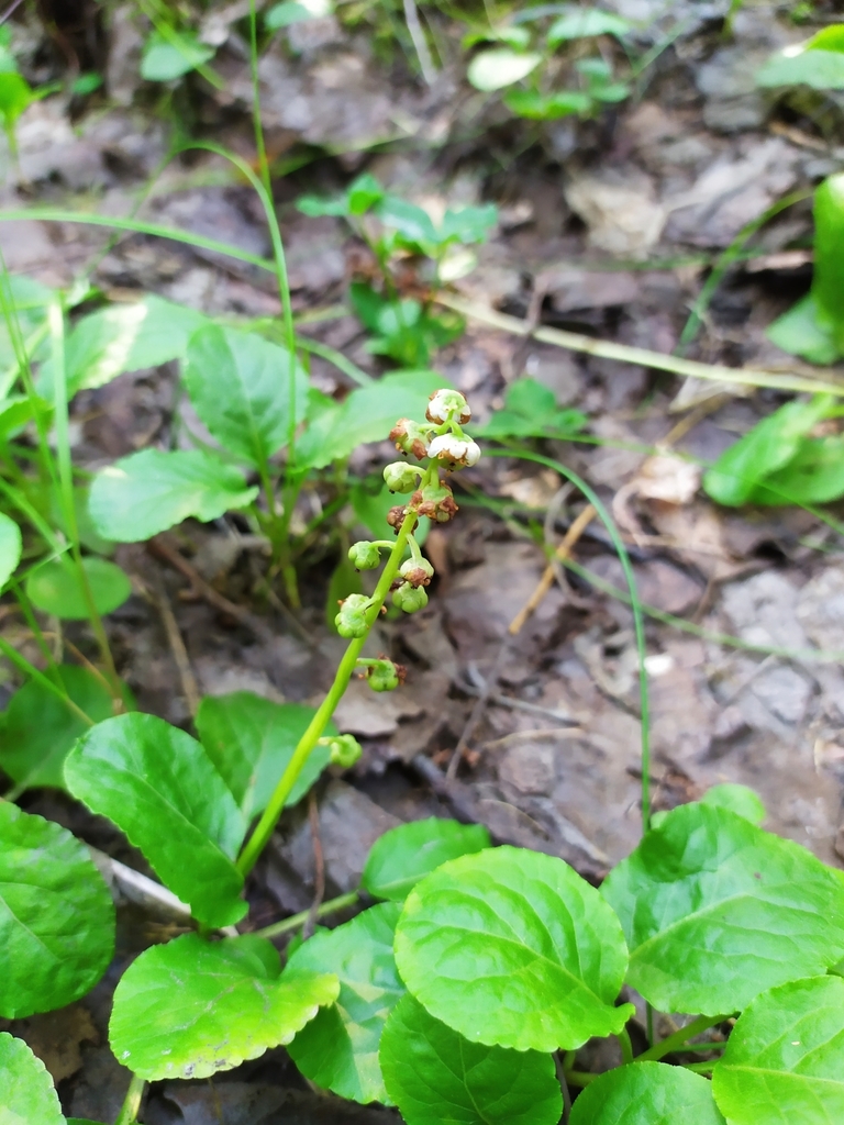 Common wintergreen (Pyrola minor)