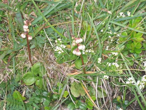 Common wintergreen (Pyrola minor)