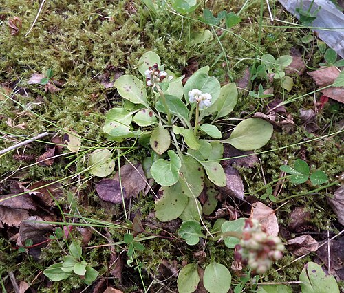 Common wintergreen: Common Wintergreen (Pyrola minor) at Govan Docks, River Clyde, Glasgow, Scotland.