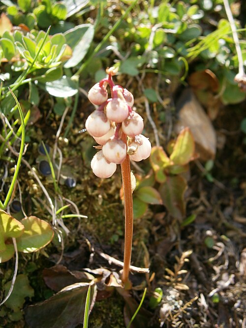 Common wintergreen: Pyrola minor