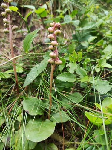 Common wintergreen (Pyrola minor)
